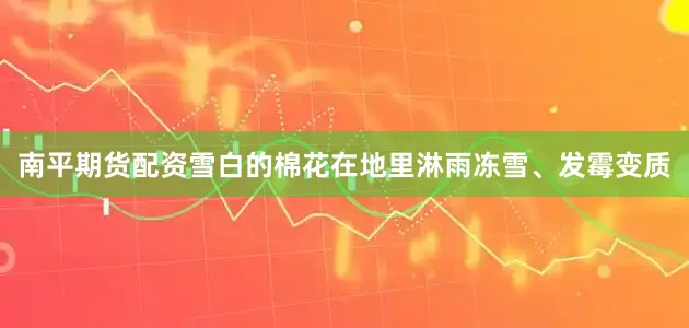 南平期货配资雪白的棉花在地里淋雨冻雪、发霉变质